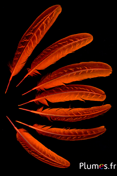 Faisan commun - 15-20 cm - orange